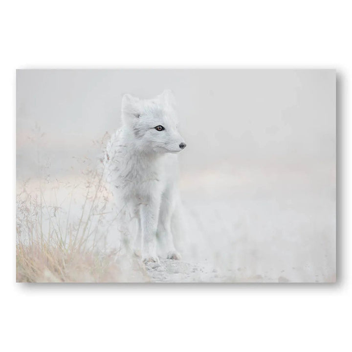 Arctic Gaze Photo Print