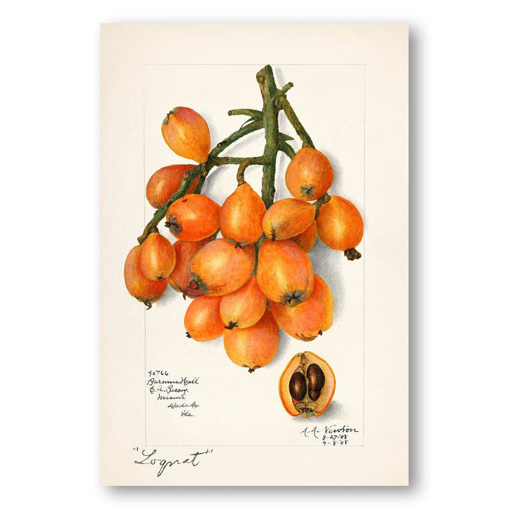 Loquats by Amanda Almira Newton Art Print