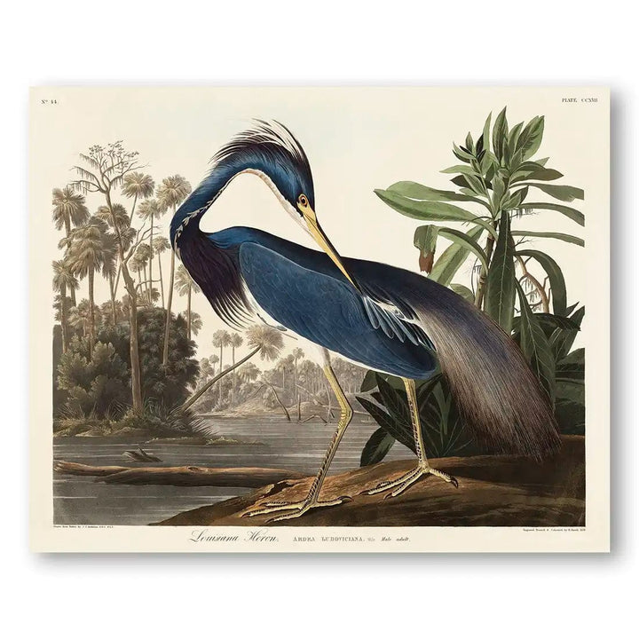 Louisiana Heron by John James Audubon Art Print