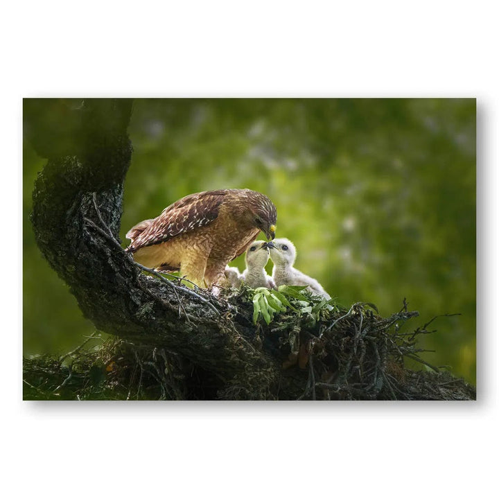 Hawk Family Bond Photo Print