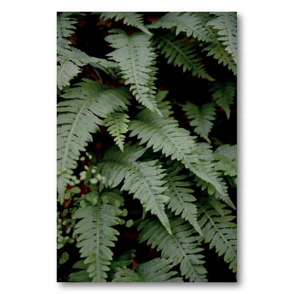 Lush Green Ferns Photo Print