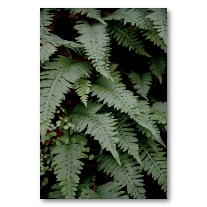 Lush Green Ferns Photo Print