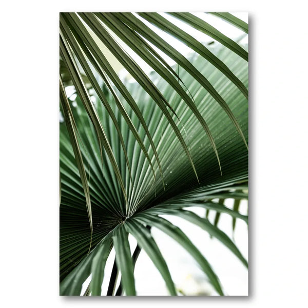Lush Green Palm Fan Photo Print