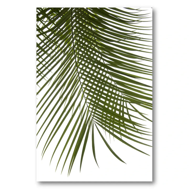Lush Green Palm Leaf Photo Print