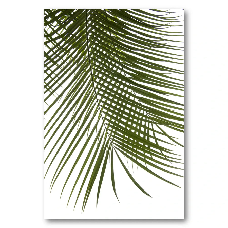 Lush Green Palm Leaf Photo Print