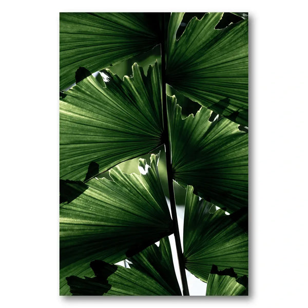 Lush Green Palm Leaves Photo Print