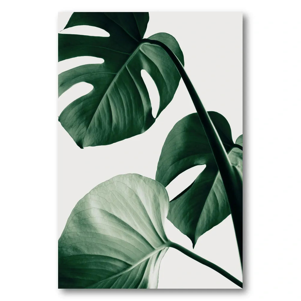 Lush Monstera Leaves Photo Print