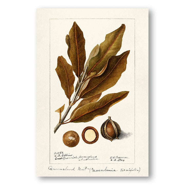 Macadamia by Deborah Griscom Passmore Art Print