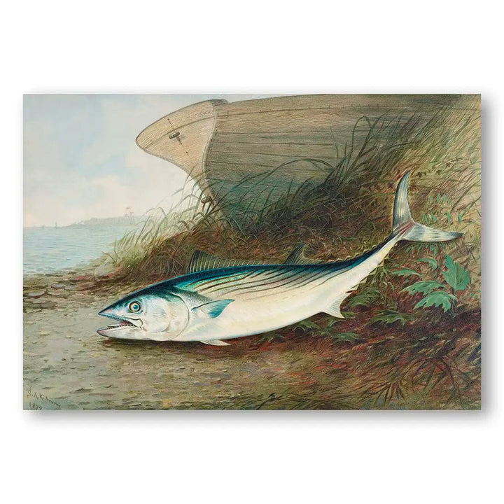 Mackerel Lying on the Shore by Samuel Kilbourne Fish Art Print