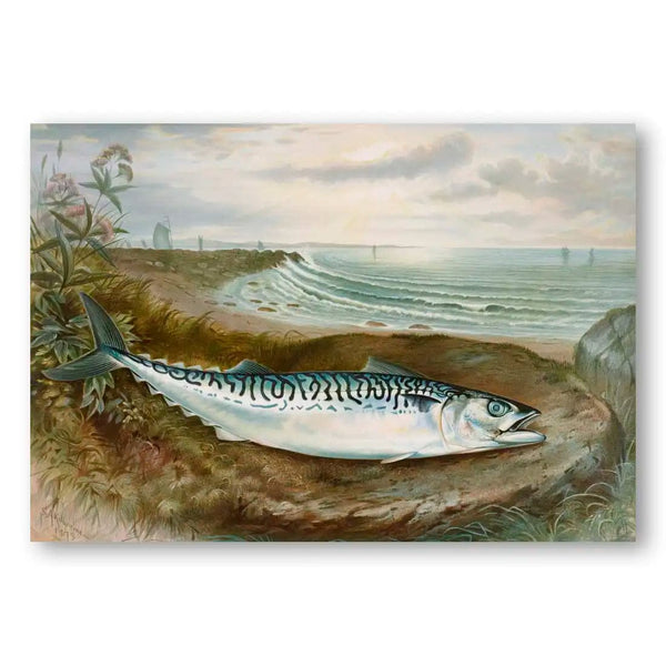 Mackerel By Samuel Kilbourne Fish Art Print
