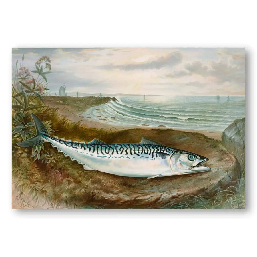 Mackerel By Samuel Kilbourne Fish Art Print