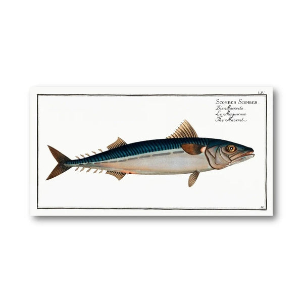Scomber Scomber Vintage Fish Art Print
