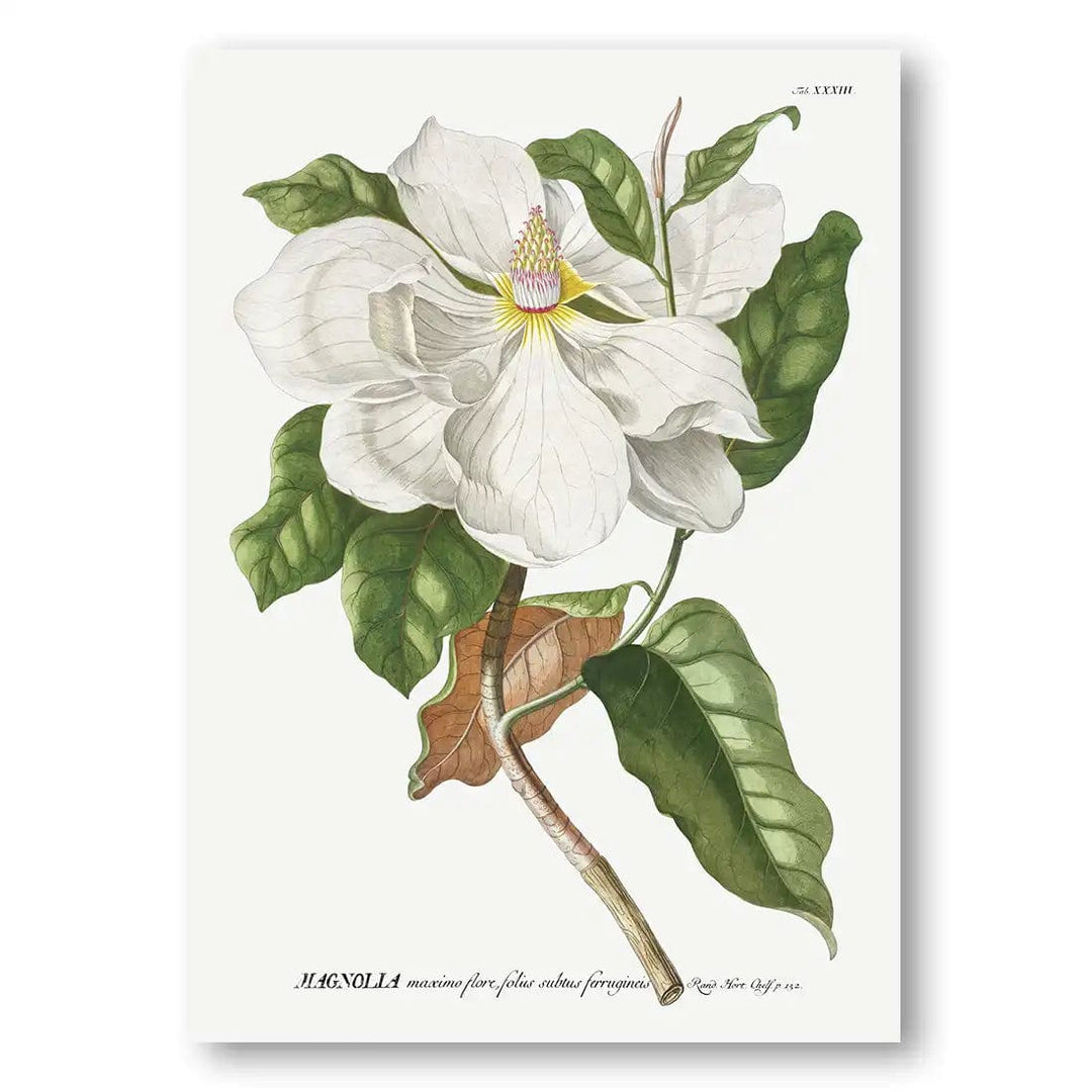 Magnolia Flower Botanical Art Print