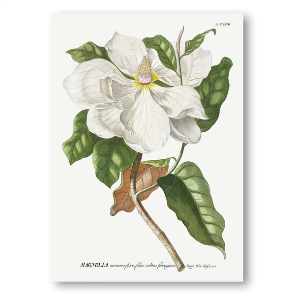 Magnolia Flower Vintage Botanical Art Print