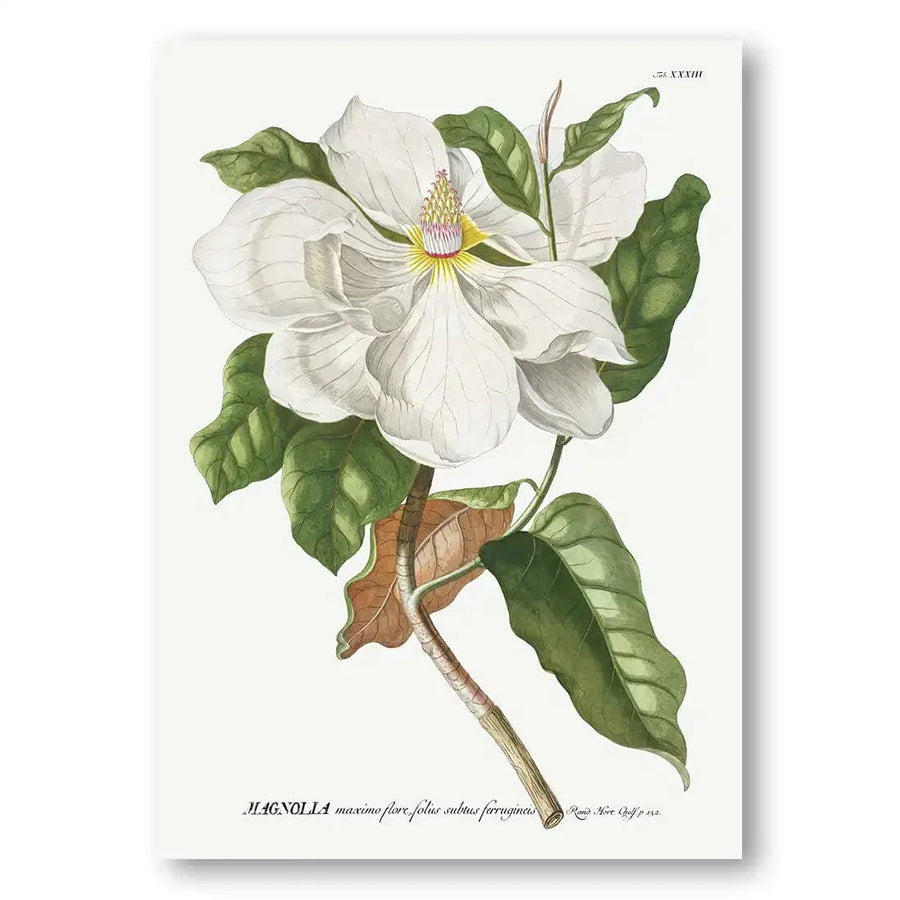 Pair of Vintage Magnolia Art Prints in a room setting