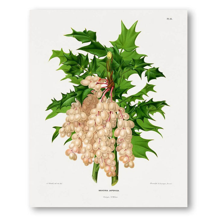 Mahonia Japonica by Abraham Jacobus Wendel Art Print