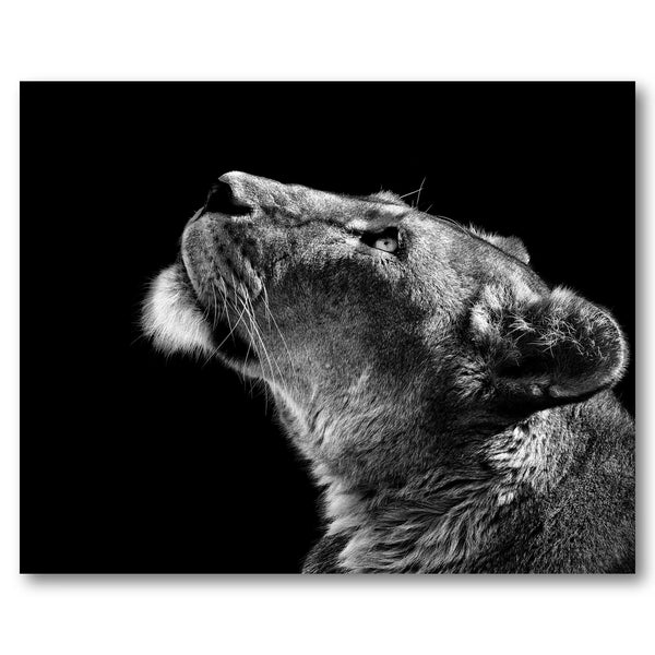 Majestic Lioness Gaze Photo Print