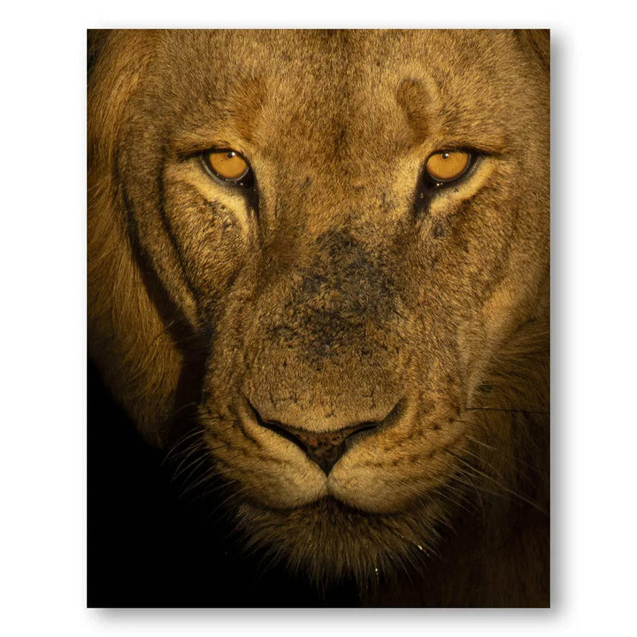 Golden Gaze Lion Photo Print