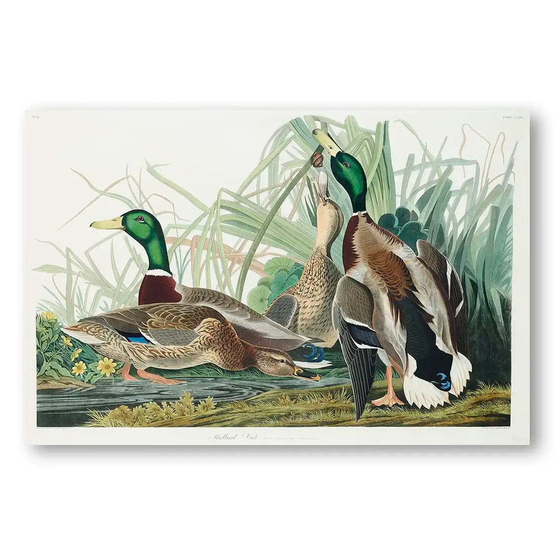 Mallard Ducks by John James Audubon Art Print