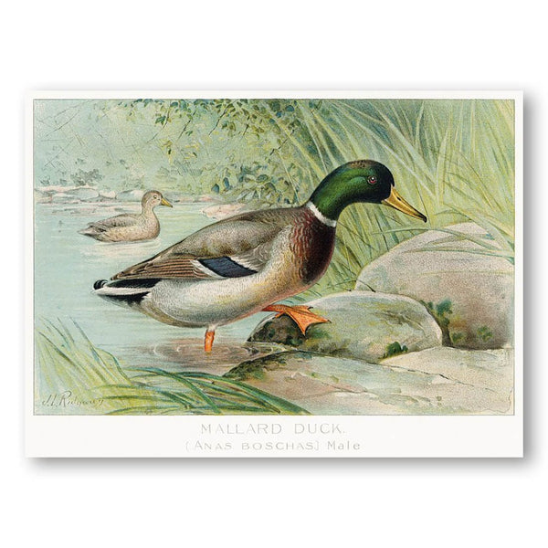 Mallard Duck by L. Ridgway Art Print