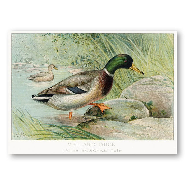 Mallard Duck by L. Ridgway Art Print