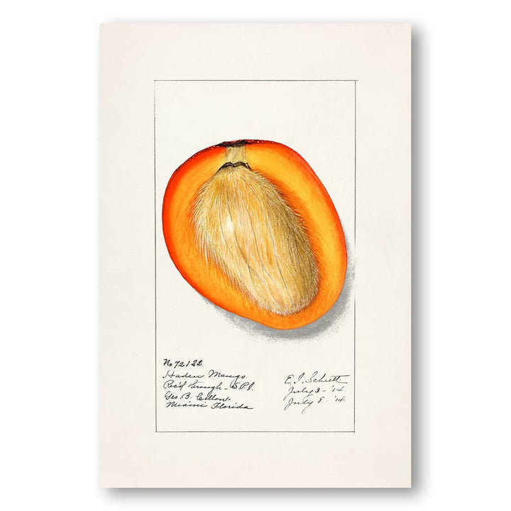 Mango by Deborah Griscom Passmore Art Print