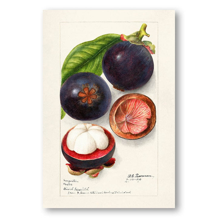 Mangosteens by Deborah Griscom Passmore Art Print