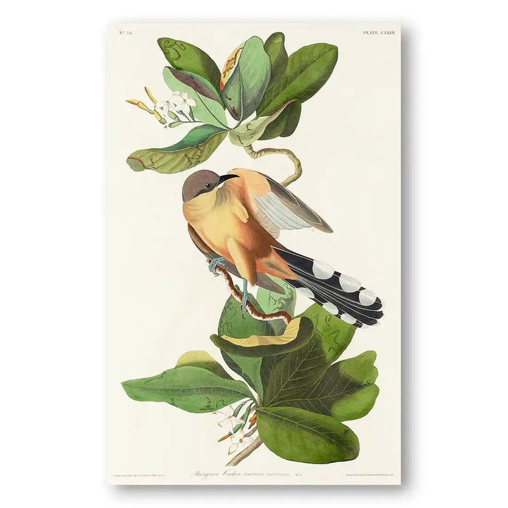 Mangrove Cuckoo Botanical & Bird Vintage Art Print