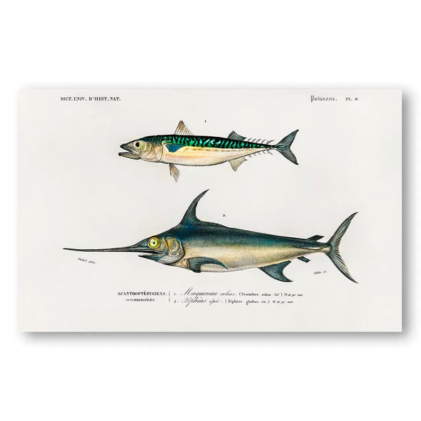 Maquereau Colias & Xiphias Epee Vintage Fish Art Print