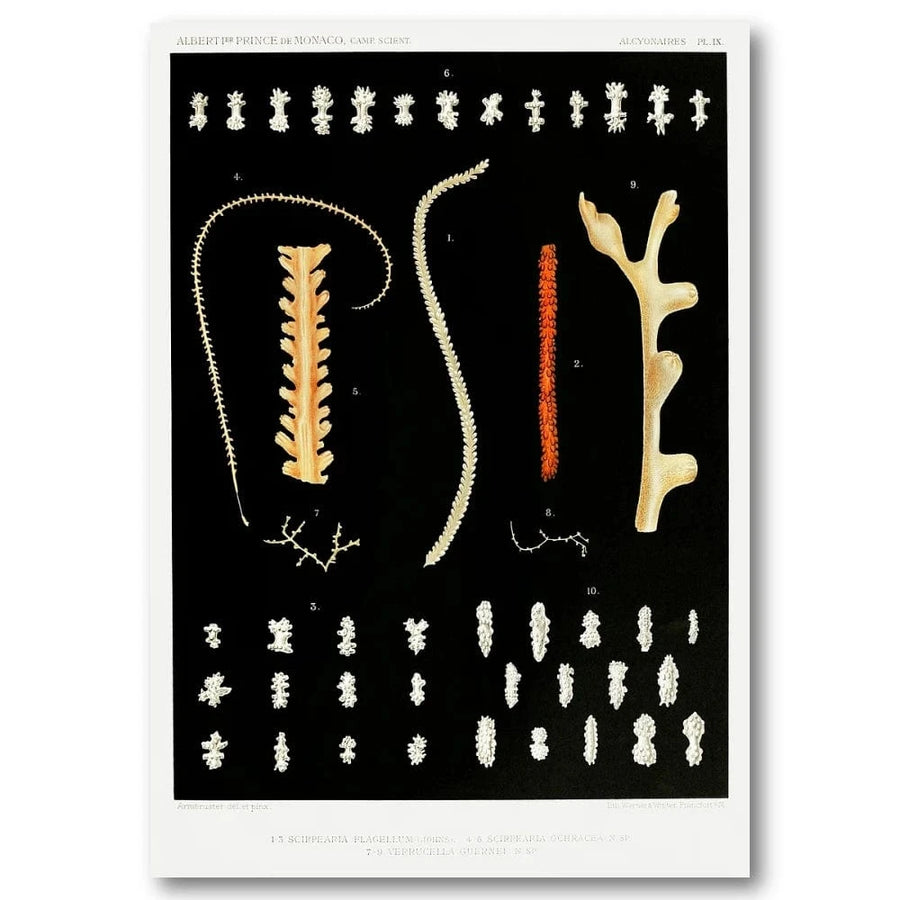 Coral Specimens Scientific Art Print