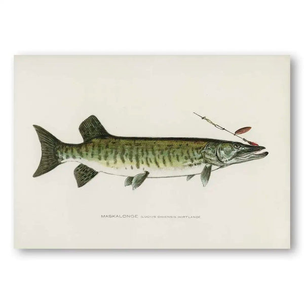 Maskalonge Vintage Fish Art Print