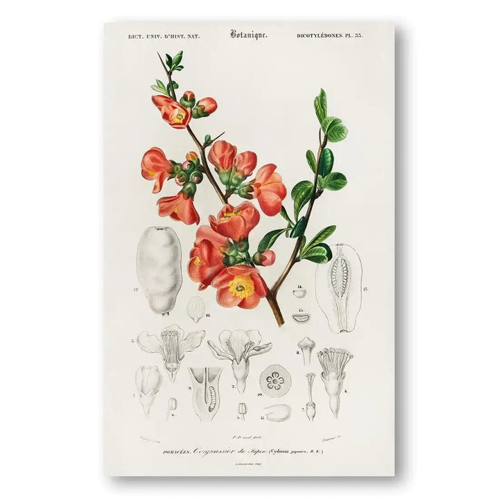 Maule's Quince Vintage Botanical Art Print