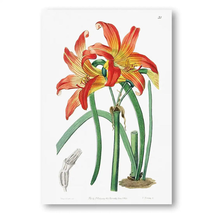 Meadow Habranthus Flower Art Print