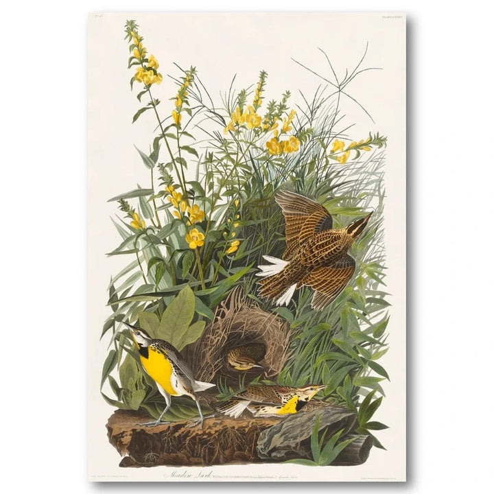 Meadow Lark by Audubon Art Print