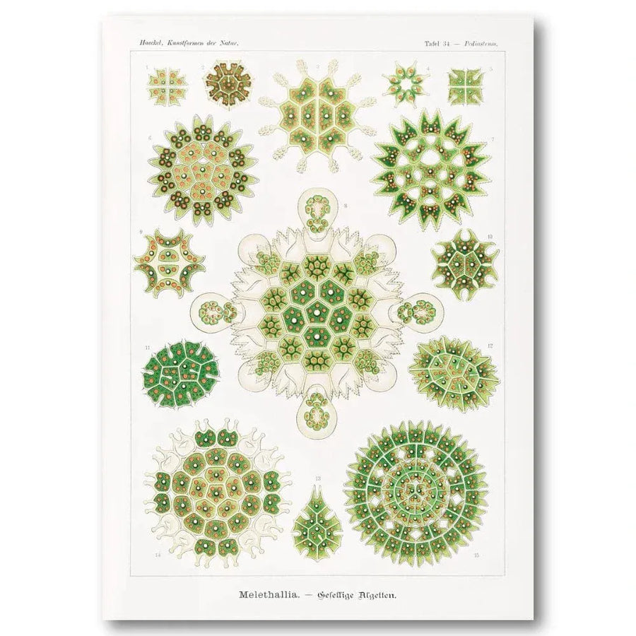 Botanical Algae & Siphoneae Illustration Art Print Pair in a room setting