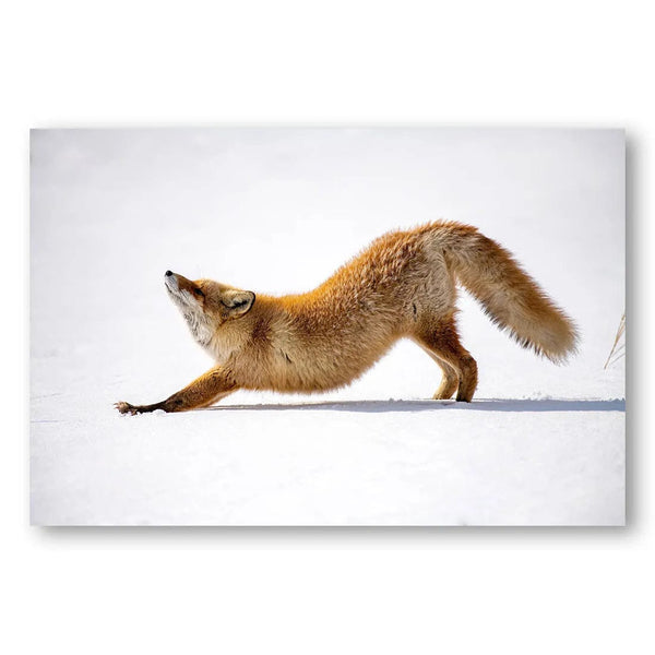 Melting Heart Fox Stretch Photo Print