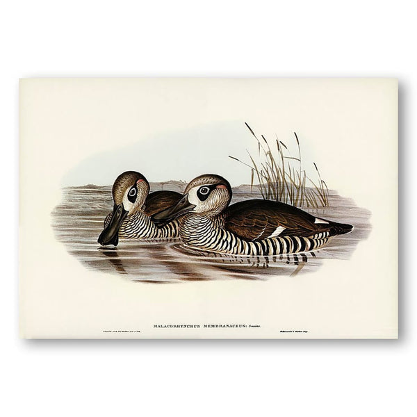 Membranaceous Duck by Elizabeth Gould Art Print