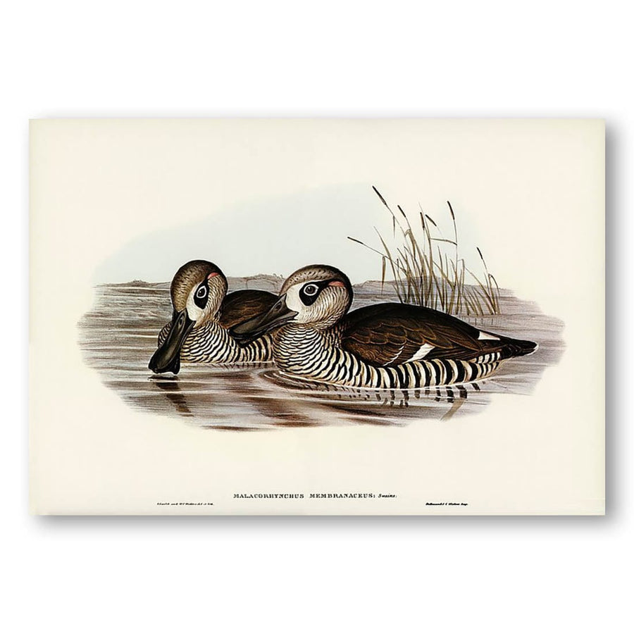 Membranaceous Duck by Elizabeth Gould Art Print