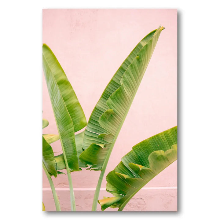 Merida Green on Pink Photo Print