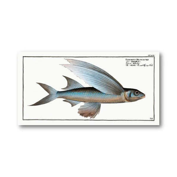 Middle-Pinned Flying-Fish Art Print