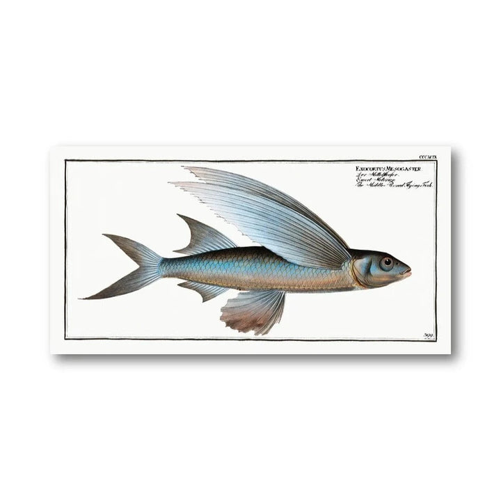 Middle-Pinned Flying-Fish Art Print