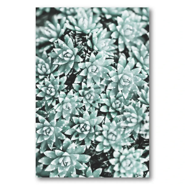 Mint Green Succulents Photo Print