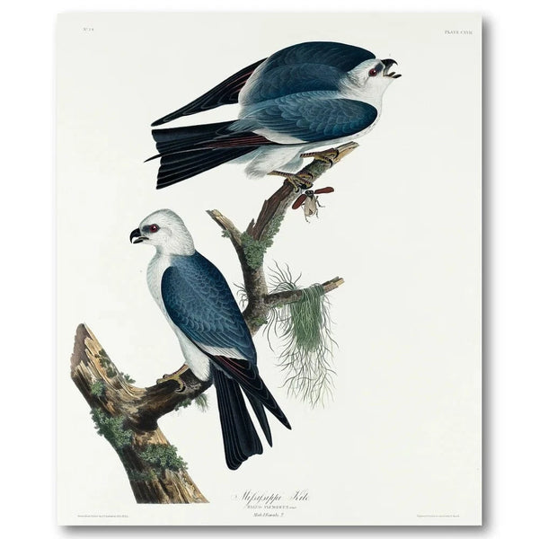 Mississippi Kite Audubon Art Print