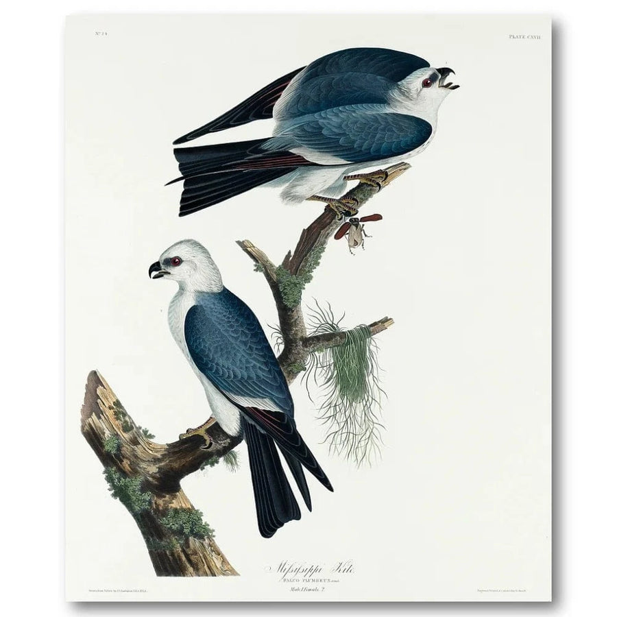 Mississippi Kite Audubon Art Print