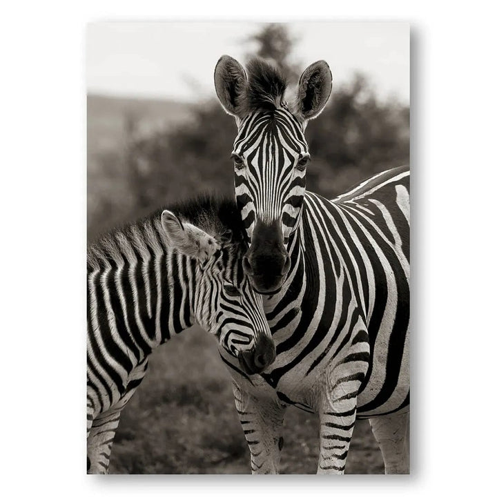 Zebra Embrace Photo Print