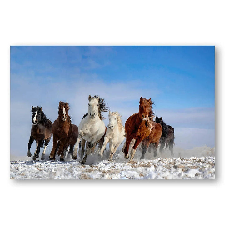 Galloping Snow Herd Photo Print