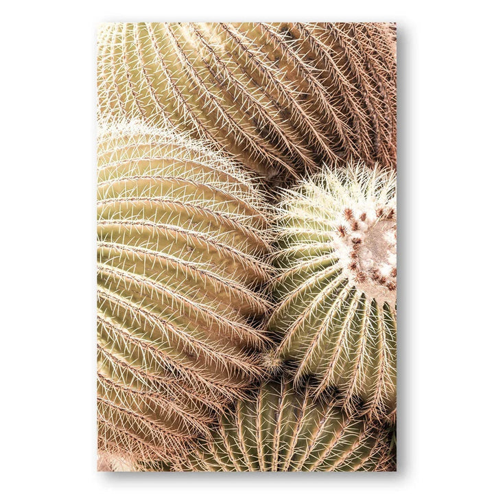 Cactus Cluster Comfort Photo Print