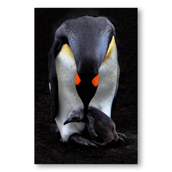 Penguin Tenderness Photo Print