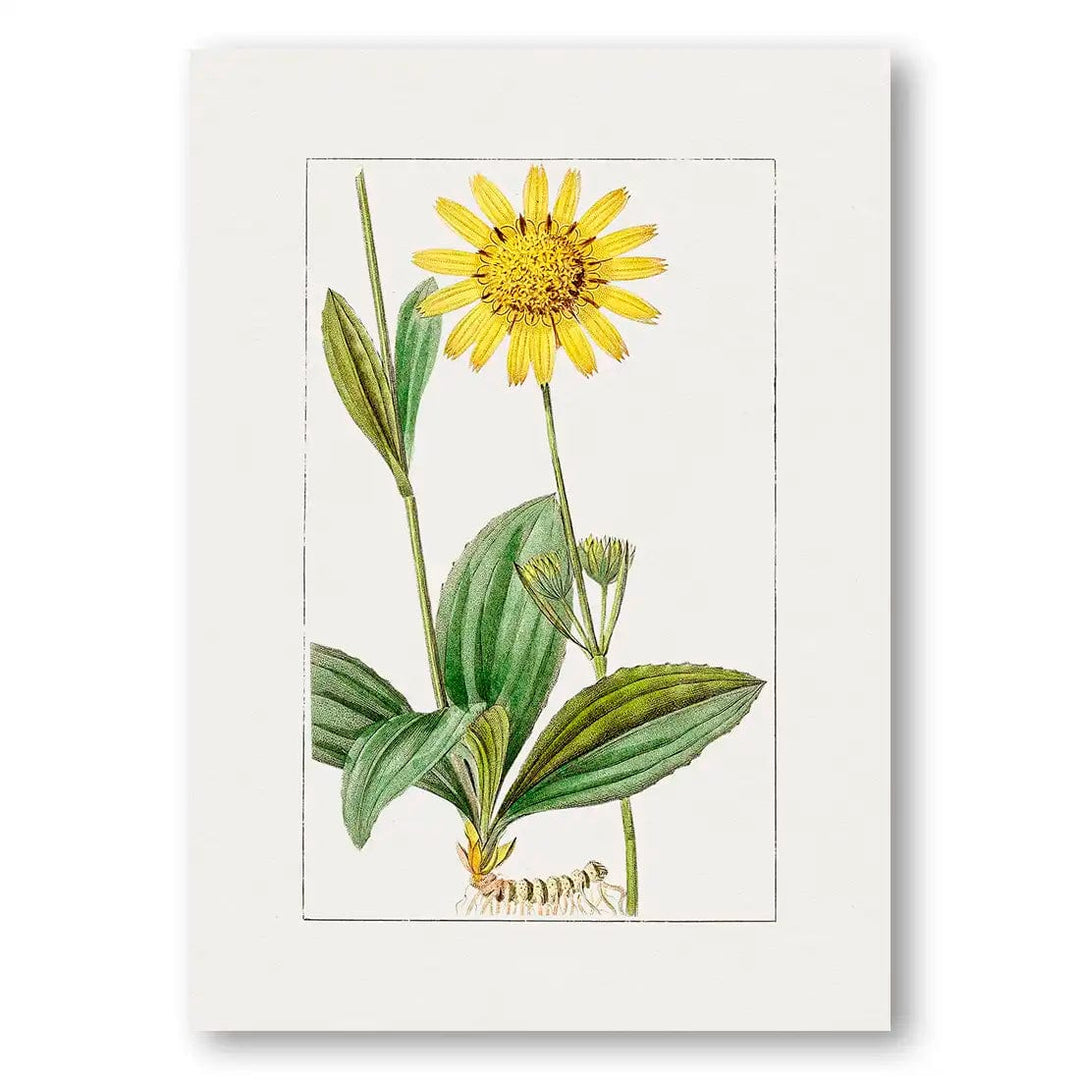 Mountain Arnica Flower Art Print