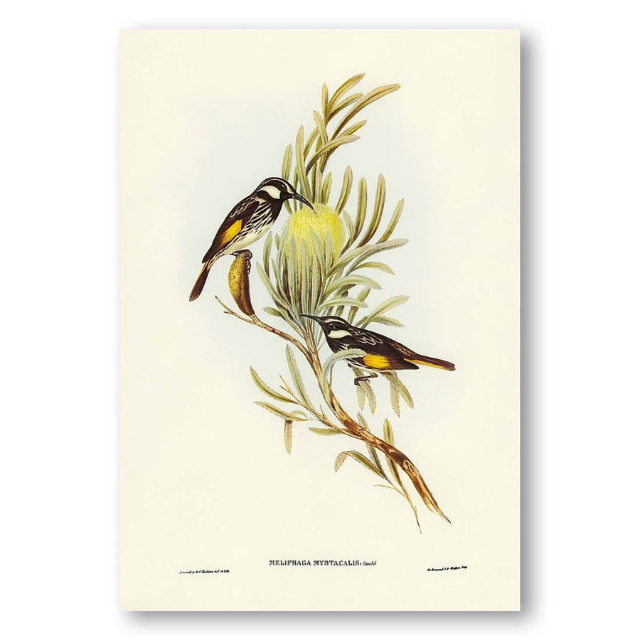 Moustached Honey-eater by Elizabeth Gould Art Print